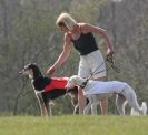 Image 61 in BSFA.  LURE COURSING APRIL 2010