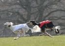 Image 62 in BSFA. LURE COURSING APRIL 2010