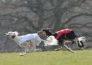 Image 62 in BSFA.  LURE COURSING APRIL 2010