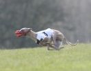 Image 65 in BSFA. LURE COURSING APRIL 2010
