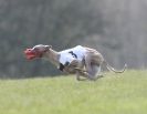 Image 65 in BSFA.  LURE COURSING APRIL 2010