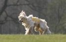 Image 68 in BSFA.  LURE COURSING APRIL 2010