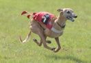 Image 7 in BSFA.  LURE COURSING APRIL 2010