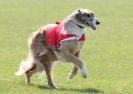 Image 8 in BSFA.  LURE COURSING APRIL 2010