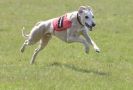 Image 9 in BSFA.  LURE COURSING APRIL 2010