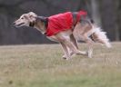 Image 13 in LARGER SIGHTHOUNDS AT BSFA MARCH 2010