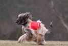 Image 14 in LARGER SIGHTHOUNDS AT BSFA MARCH 2010