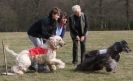 Image 16 in LARGER SIGHTHOUNDS AT BSFA MARCH 2010