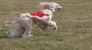 Image 18 in LARGER SIGHTHOUNDS AT BSFA MARCH 2010