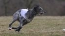 Image 19 in LARGER SIGHTHOUNDS AT BSFA MARCH 2010