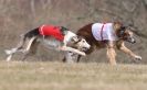 Image 20 in LARGER SIGHTHOUNDS AT BSFA MARCH 2010