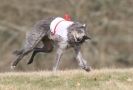 Image 21 in LARGER SIGHTHOUNDS AT BSFA MARCH 2010