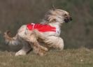 Image 23 in LARGER SIGHTHOUNDS AT BSFA MARCH 2010