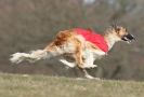 Image 25 in LARGER SIGHTHOUNDS AT BSFA MARCH 2010