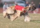 Image 27 in LARGER SIGHTHOUNDS AT BSFA MARCH 2010