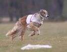 Image 3 in LARGER SIGHTHOUNDS AT BSFA MARCH 2010