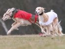 Image 34 in LARGER SIGHTHOUNDS AT BSFA MARCH 2010