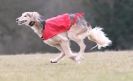 Image 35 in LARGER SIGHTHOUNDS AT BSFA MARCH 2010