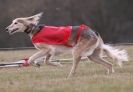 Image 36 in LARGER SIGHTHOUNDS AT BSFA MARCH 2010