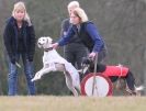 Image 37 in LARGER SIGHTHOUNDS AT BSFA MARCH 2010