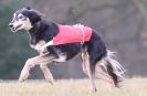 Image 39 in LARGER SIGHTHOUNDS AT BSFA MARCH 2010