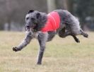 Image 4 in LARGER SIGHTHOUNDS AT BSFA MARCH 2010