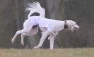 Image 40 in LARGER SIGHTHOUNDS AT BSFA MARCH 2010