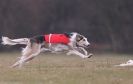 Image 45 in LARGER SIGHTHOUNDS AT BSFA MARCH 2010