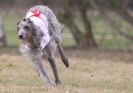 Image 46 in LARGER SIGHTHOUNDS AT BSFA MARCH 2010