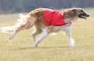 Image 47 in LARGER SIGHTHOUNDS AT BSFA MARCH 2010