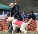 Image 48 in LARGER SIGHTHOUNDS AT BSFA MARCH 2010