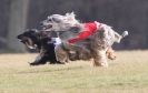 Image 49 in LARGER SIGHTHOUNDS AT BSFA MARCH 2010