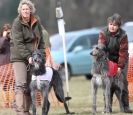 Image 5 in LARGER SIGHTHOUNDS AT BSFA MARCH 2010