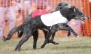 Image 6 in LARGER SIGHTHOUNDS AT BSFA MARCH 2010