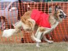 Image 7 in LARGER SIGHTHOUNDS AT BSFA MARCH 2010