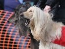 Image 9 in LARGER SIGHTHOUNDS AT BSFA MARCH 2010