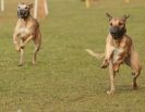 Image 10 in WHIPPET RACING NEWMARKET 14 MARCH 2010