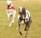 Image 12 in WHIPPET RACING NEWMARKET 14 MARCH 2010