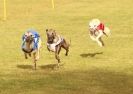 Image 16 in WHIPPET RACING NEWMARKET 14 MARCH 2010