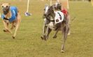 Image 18 in WHIPPET RACING NEWMARKET 14 MARCH 2010