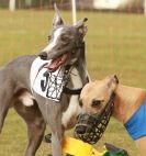 Image 19 in WHIPPET RACING NEWMARKET 14 MARCH 2010