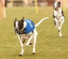 Image 4 in WHIPPET RACING NEWMARKET 14 MARCH 2010