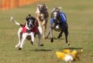 Image 1 in WHIPPET RACING. 3RD CHAMPS MORETON IN MARSH 4 OCT.2009