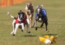 WHIPPET RACING. 3RD CHAMPS MORETON IN MARSH 4 OCT.2009