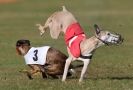 Image 10 in WHIPPET RACING. 3RD CHAMPS MORETON IN MARSH 4 OCT.2009
