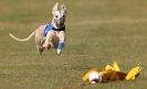 Image 11 in WHIPPET RACING. 3RD CHAMPS MORETON IN MARSH 4 OCT.2009