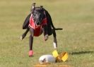 Image 12 in WHIPPET RACING. 3RD CHAMPS MORETON IN MARSH 4 OCT.2009