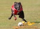 Image 13 in WHIPPET RACING. 3RD CHAMPS MORETON IN MARSH 4 OCT.2009