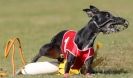 Image 15 in WHIPPET RACING. 3RD CHAMPS MORETON IN MARSH 4 OCT.2009