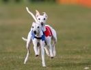 Image 16 in WHIPPET RACING. 3RD CHAMPS MORETON IN MARSH 4 OCT.2009